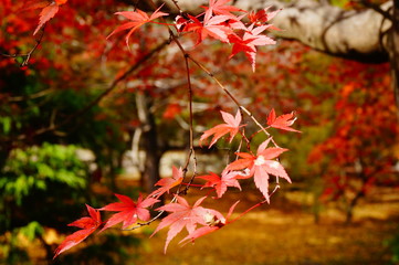 紅葉