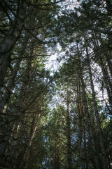 Under the pine trees.  Pine forest.