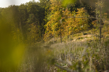 autumn moment in nature