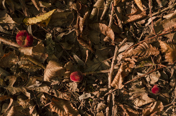 red mushrooms from up