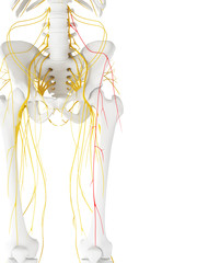 3d rendered medically accurate illustration of the Lateral Femoral Cutaneous Nerve