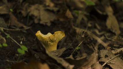 chanterelle mushroom in nature