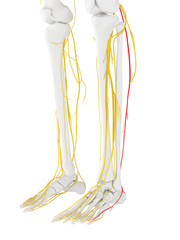 Obraz na płótnie Canvas 3d rendered medically accurate illustration of the sural nerve
