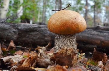 Young mushroom is a redhead  (lat. Leccinum aurantiacum) boar red with a pine needle fallen on the cap, which grew up among fallen autumn leaves next to the old fallen tree in northern forest