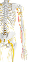 Obraz na płótnie Canvas 3d rendered medically accurate illustration of the ulnar nerve