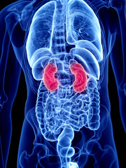 3d rendered medically accurate illustration of the kidneys