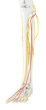 3d rendered medically accurate illustration of the superficial peroneal nerve