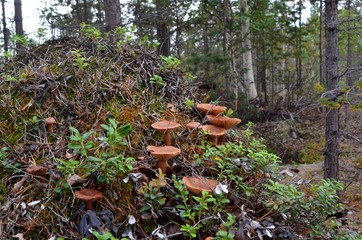 Obraz premium An old anthill in the autumn northern forest, prepared for hibernation. The slopes were overgrown with cranberry, bearberry, moss, lichen and mushrooms rufous milkcap (lat. Lactarius rufus)