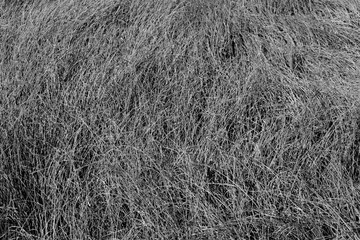 faded wild grass pattern in black and white