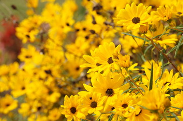 ヤナギバヒマワリの黄色い花