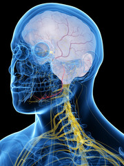 3d rendered medically accurate illustration of the Lingual Nerve