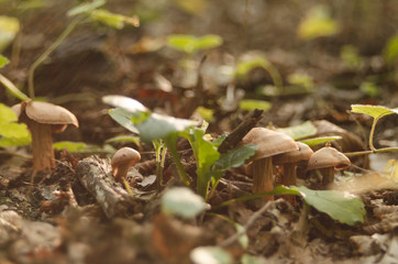 autumn mushrooms growing in nature