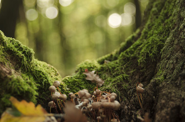 mushrooms growing on dead tree in nature