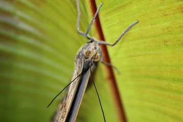 caligo memnon