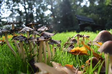 mushrooms