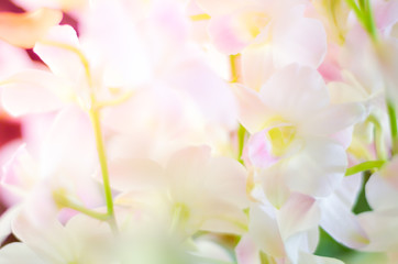Obraz na płótnie Canvas Colorful Orchid flower background, Elemnt of design,select focus