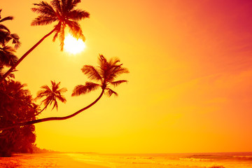 Long wide empty tropical island beach at warm vivid colorful sunset with palm trees hanging over the water