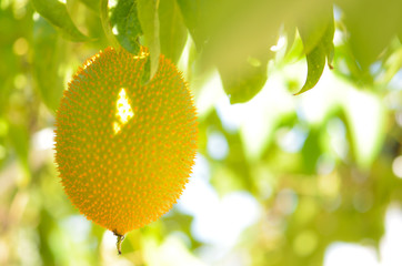 Green fruits on sunshine day.