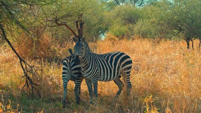 Cinematic shot of zebras grazing in colorful, picturesque, dry savanna fields of African safari of Tarangire national park in Tanzania, Africa on a bright, hot, sunny day.