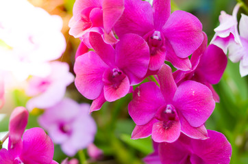 Colorful Orchid flower background, Elemnt of design,select focus