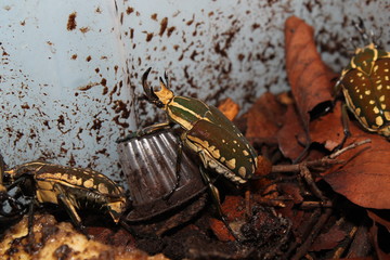 chelorrhina polyphemus