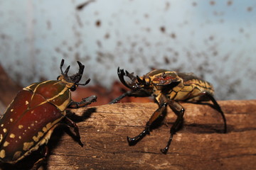 chelorrhina polyphemus