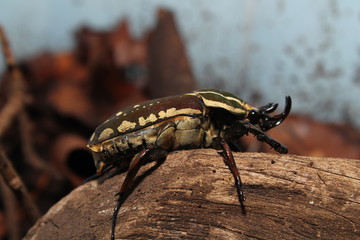 chelorrhina polyphemus