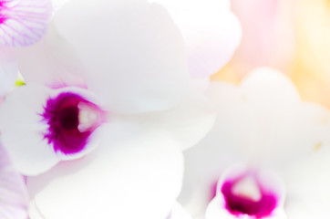 Fototapeta na wymiar Colorful Orchid flower background, Elemnt of design,select focus