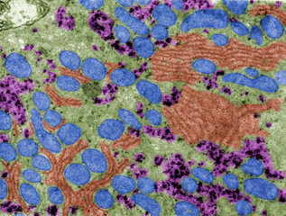 Cytoplasm. Cell organelles. False colour TEM