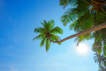 Palm tree with coconuts hang over tropical beach at sunny summer day