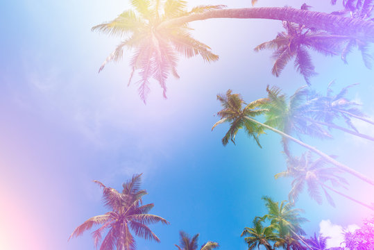 Palm trees view from ground to sky vintage film stylized with colorful light leaks