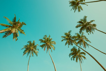 Vintage toned palm trees and blue sky frame composition with copy space