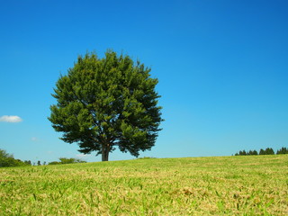 Fototapeta na wymiar 丘状の草原と立ち木