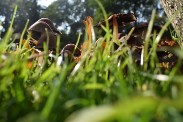 mushrooms