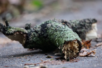 Herabgefallener Ast mit Flechtenbewuchs