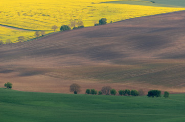 Obraz premium Spring farmland on hills of South Moravia. Czech green and yellow spring fields. Rural agriculture scene