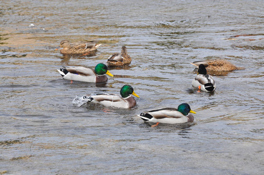 Flock of mallard duck in the river. Wild ducks rest in small river