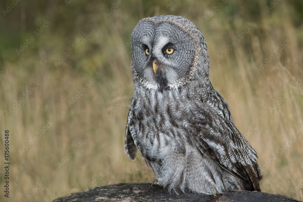 Poster a close image of a great grey gray owl standing on a rock facing slightly left against a natural bac