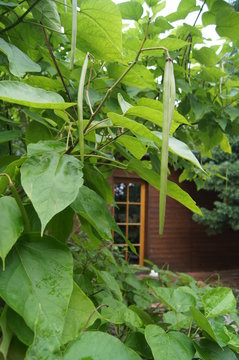 Trompetenbaum,Katalapa,Zigarrenbaum,Bohnenbaum