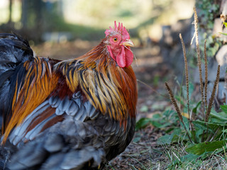 Der Hahn passt auf beim Hühner-Spaziergang im Garten