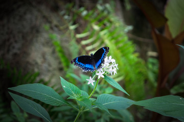Naklejka premium Black, blue and white butterfly is sitting on the leaf and white flowers in Australian Butterfly Sanctuary, Cairns, Kuranda, Australia