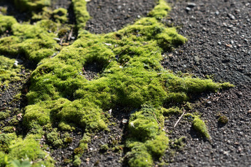 green moss on the asphalt background. Looks like a green alien monster with tentacles