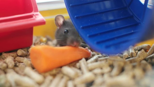  little rat eating carrots