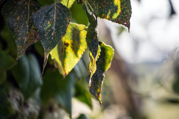 Green Leaves of Tree in the Wild