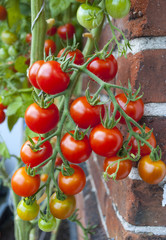 Reife und unreife Tomaten an einem Tomatenstrauch, Freilandanbau, Biotomaten, Solanum lycopersicum  - 175601641