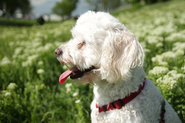 White Caniche on field of white flowers