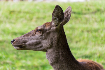 Portrait einer Hirschkuh