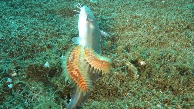 fireworms feeding from fish cadaver