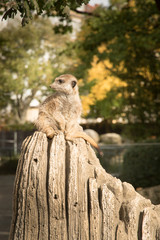 Erdmännchen