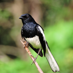 bird on a branch- oriental magpie robin